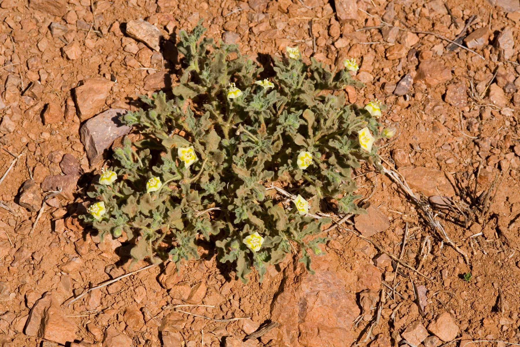 Image de Chamaesaracha sordida (Dun.) A. Gray