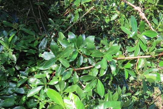 Image of Climbing butterspoon