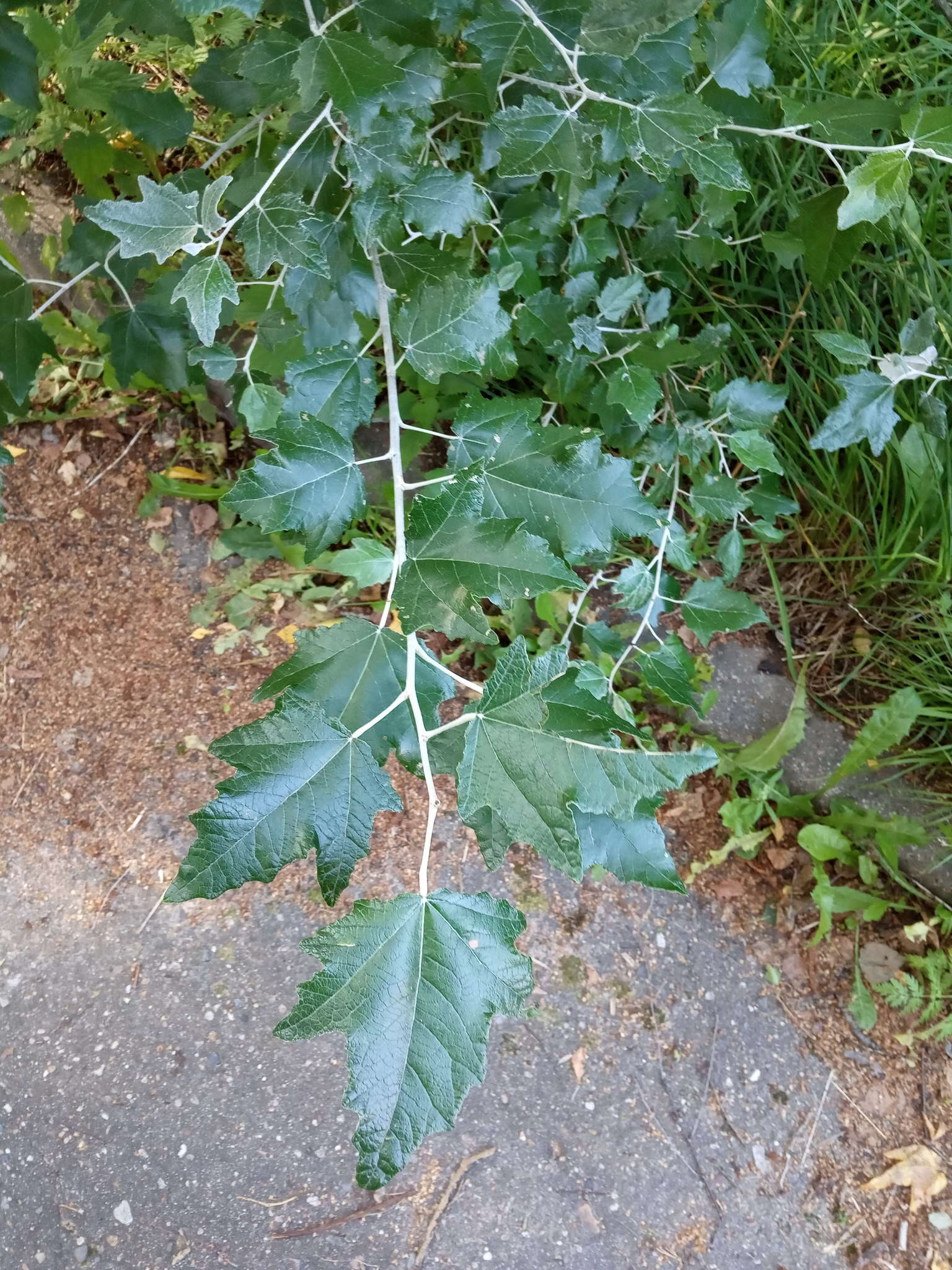 Image of Grey poplar