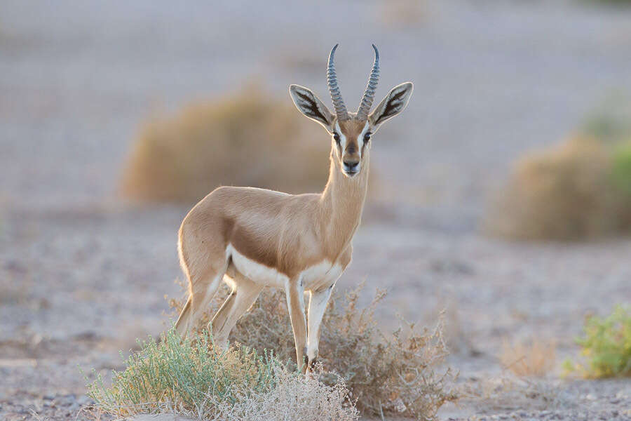 Image of Dorcas Gazelle