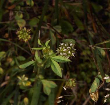 Image of Santa Cruz clover