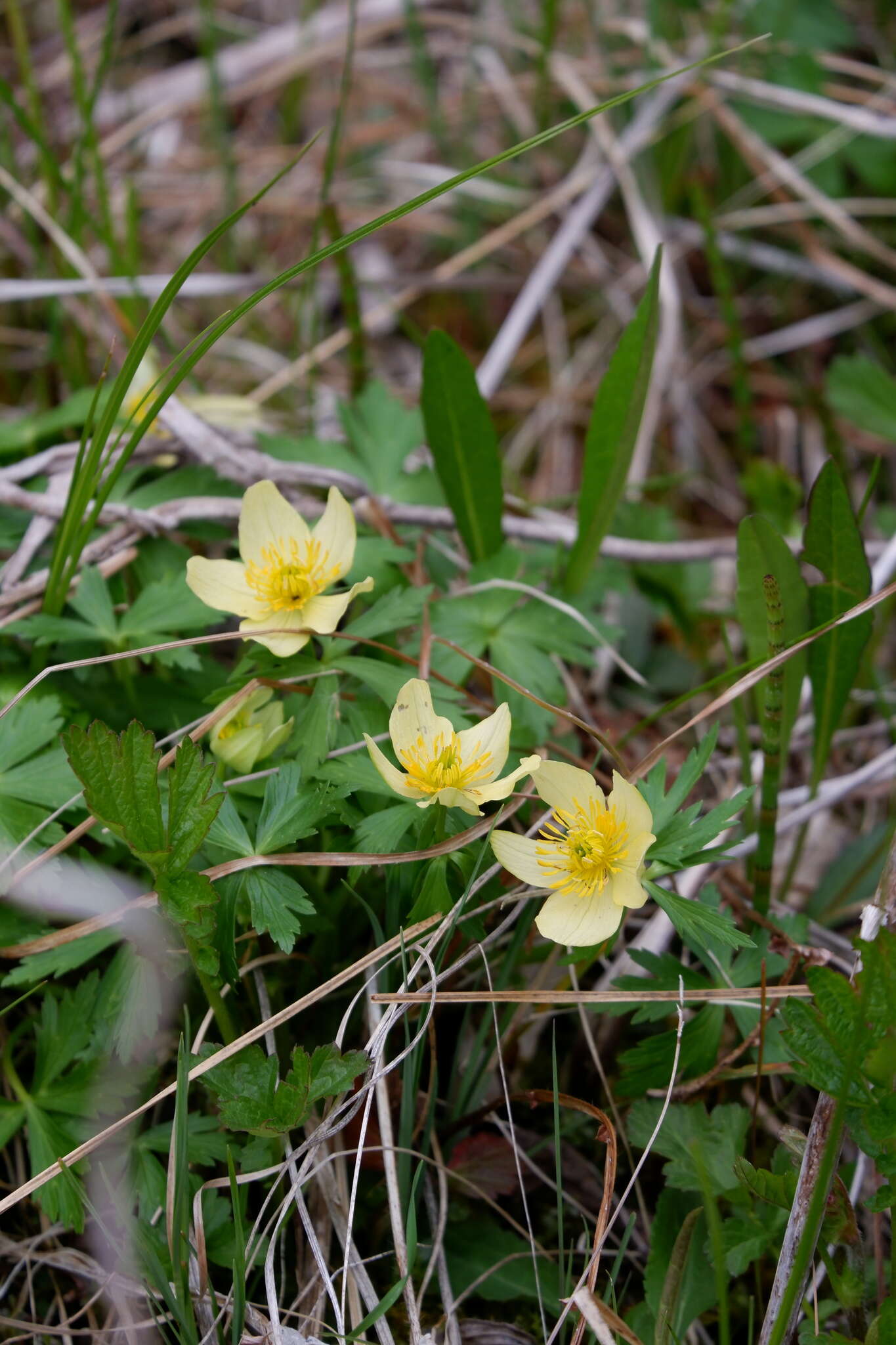 Image of American globeflower