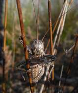 Image de Hetrodes pupus pupus (Linnaeus 1758)