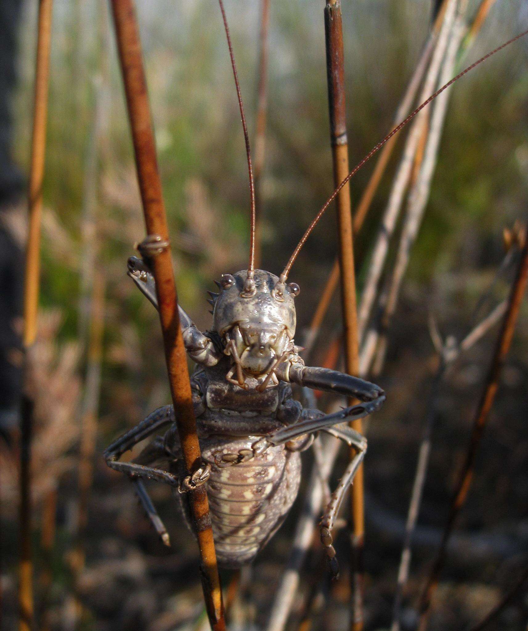 Image of Hetrodes pupus pupus (Linnaeus 1758)