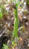 Image of Bartholina etheliae Bolus