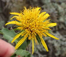 Imagem de Berkheya spinosa (L. fil.) Druce