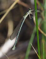 Image of Austrosticta soror Sjöstedt 1917