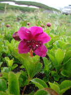 Imagem de Rhododendron camtschaticum Pall.