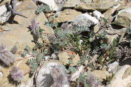 Image of downy prairie clover