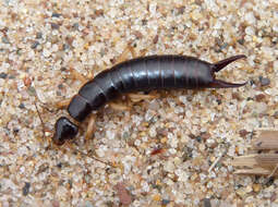 Image of Maritime earwig