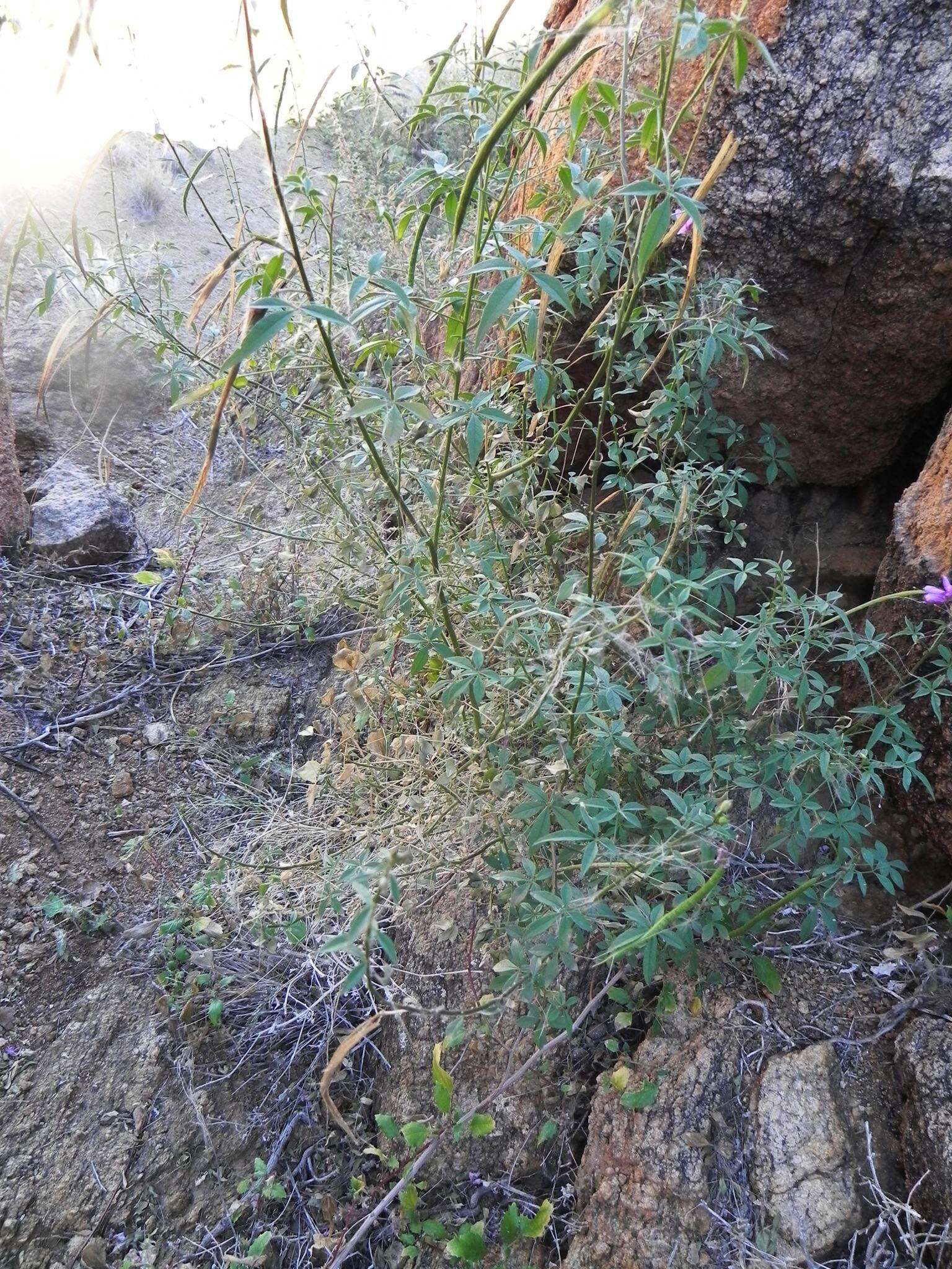 Image of <i>Cleome <i>oxyphylla</i></i> Burch. var. oxyphylla