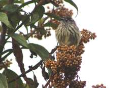 Image of Tufted Tit-Tyrant