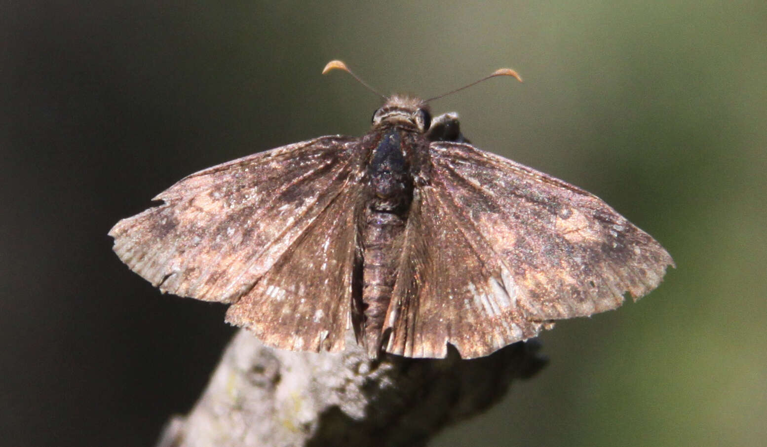 Image of Erynnis propertius Scudder & Burgess 1870