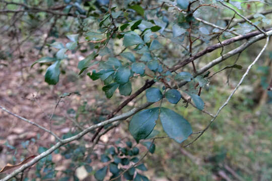 Image of Cupaniopsis shirleyana (Bailey) Radlk.