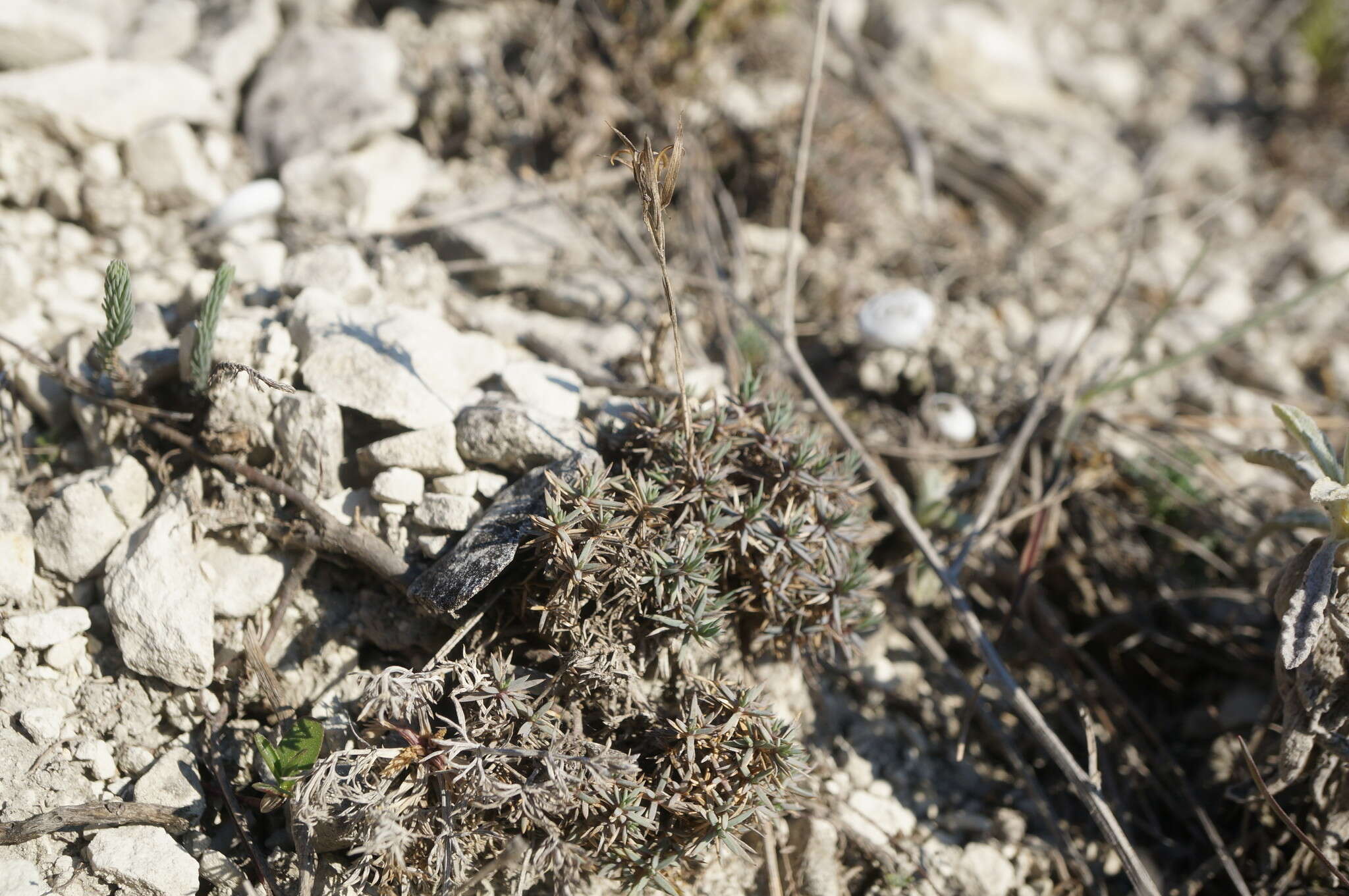 صورة Dianthus humilis Willd. ex Ledeb.