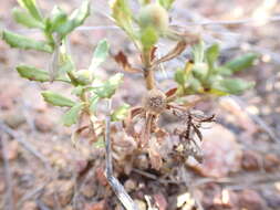 Image of Centipeda cunninghamii (DC.) A. Braun & Aschers.