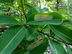 Image de Erythroxylum areolatum L.