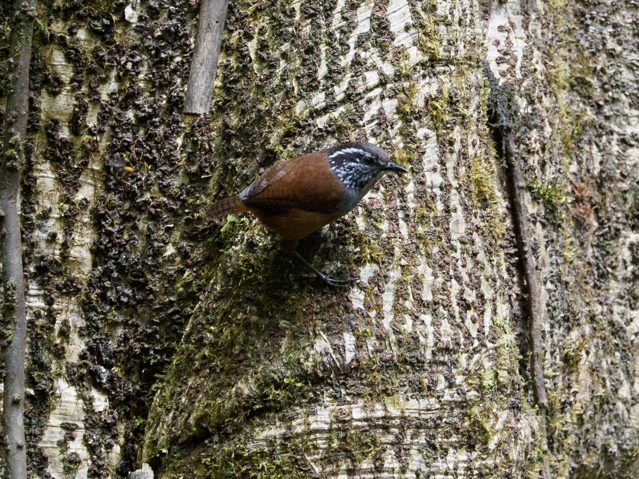 صورة Henicorhina leucophrys (Tschudi 1844)