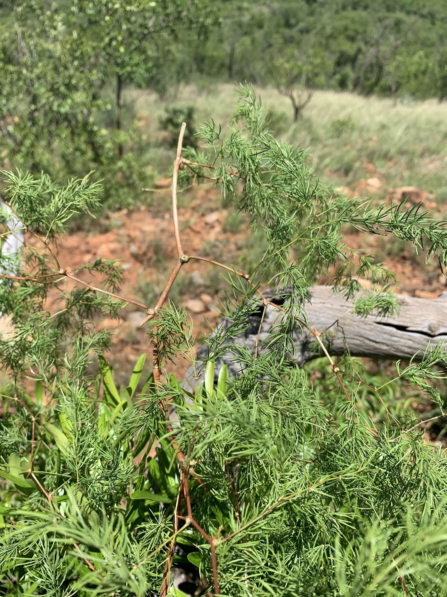 Image of Asparagus buchananii Baker