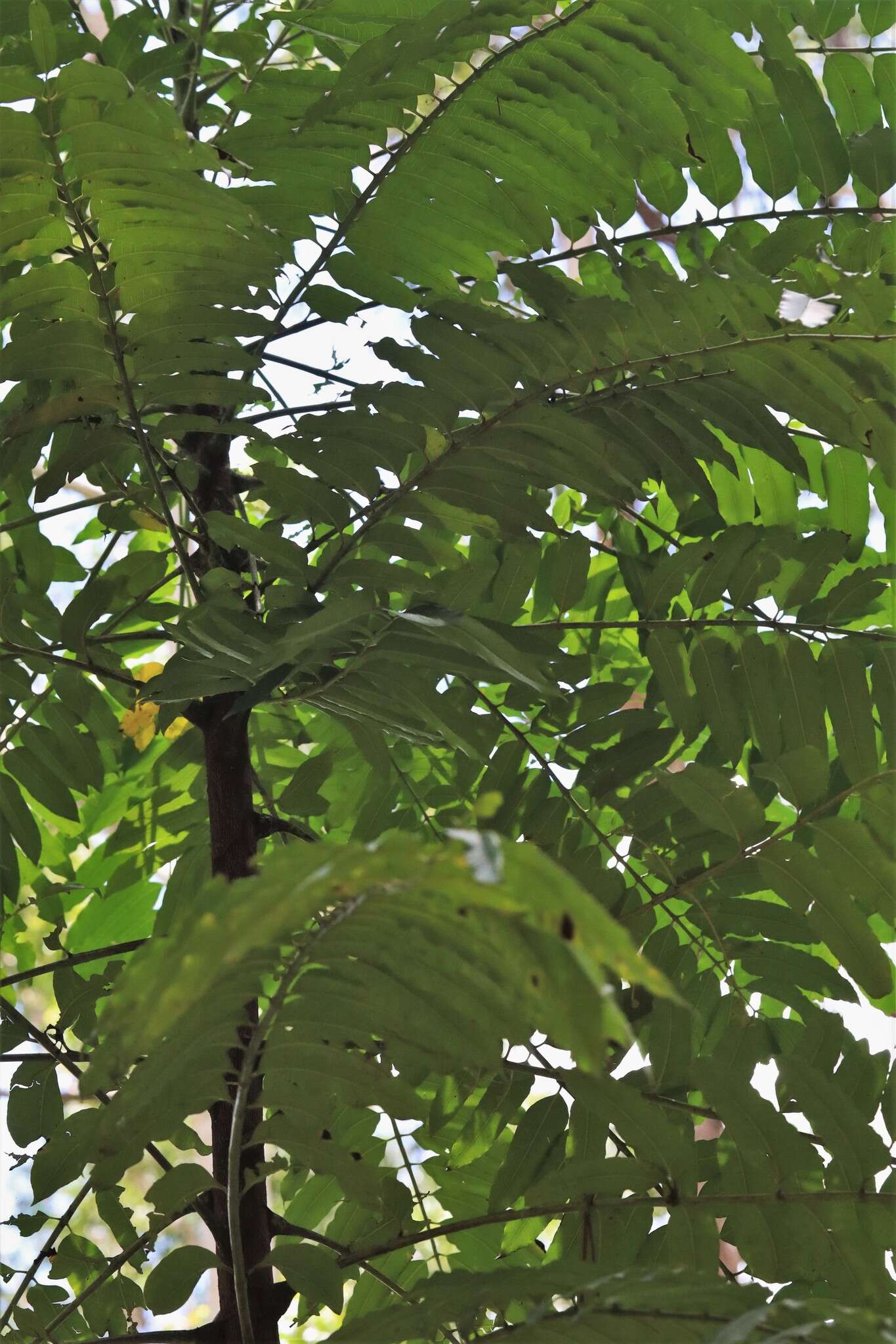 Image of Polyscias murrayi (F. Muell.) Harms