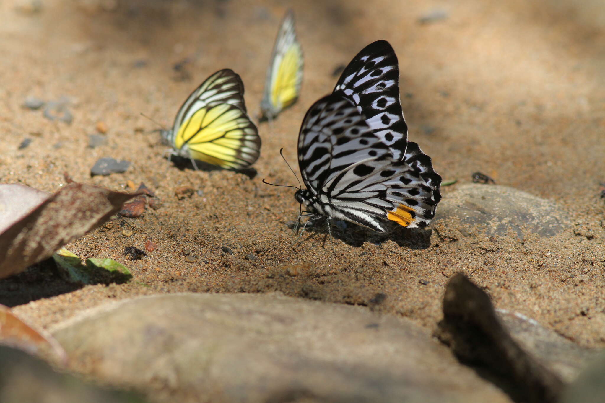 Image of Graphium delesserti (Guérin-Méneville 1839)