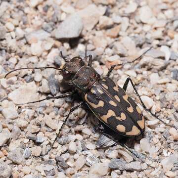 Imagem de Lophyra (Lophyra) flexuosa sardea (Dejean 1831)