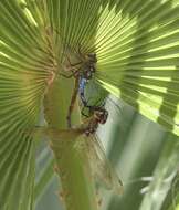 Image of Giant Darner