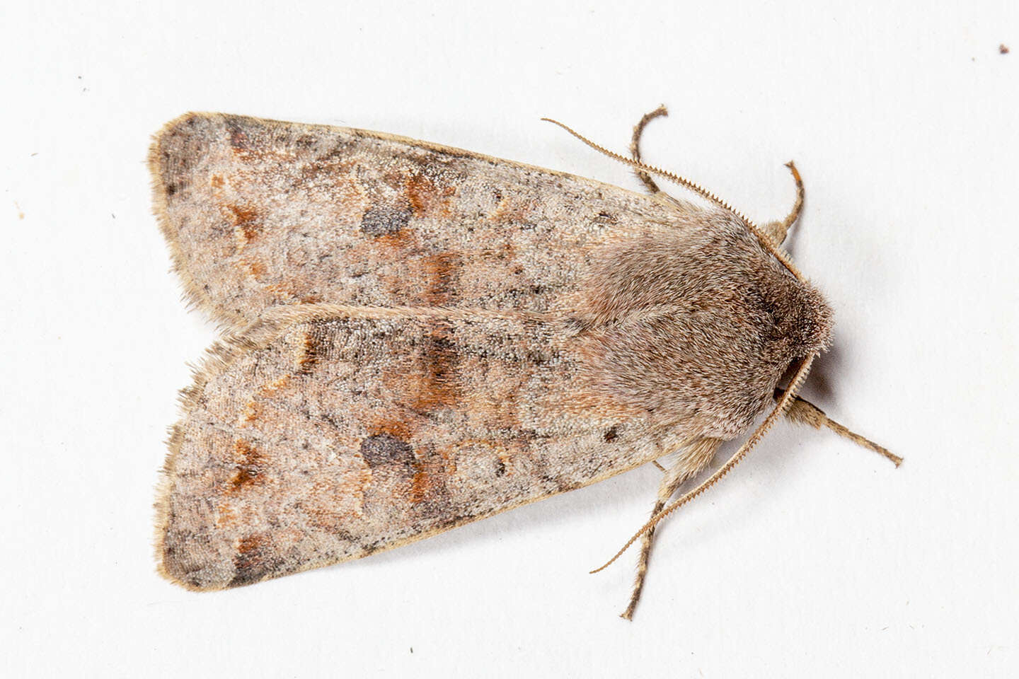 Imagem de Orthosia hibisci Guenée 1852