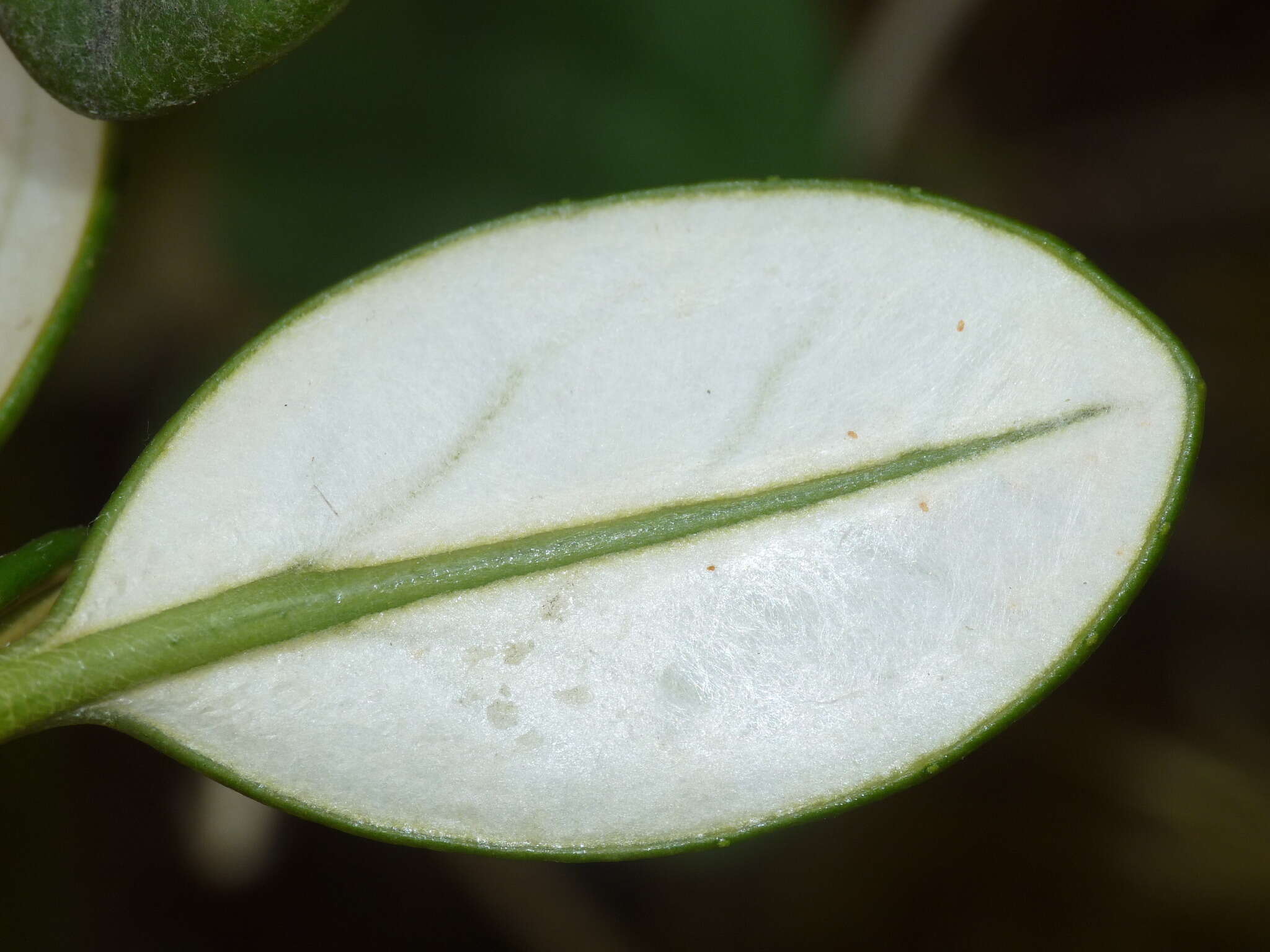 Image de Brachyglottis adamsii (Cheesem.) B. Nord.