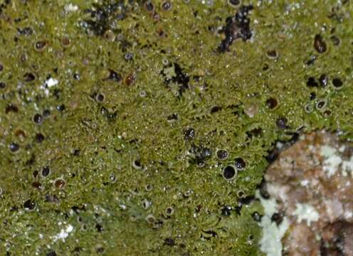 Image of fringed lichen