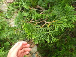 Image of Japanese Arbor-vitae