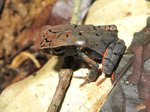 Image of Rhinella alata (Thominot 1884)