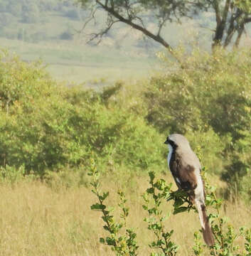 Image of Grey-backed Fiscal