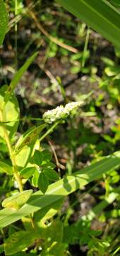 Image of Coastal-Plain Milkwort