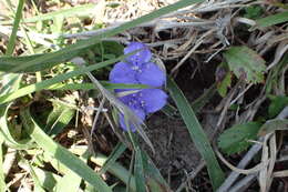 Image of diffuse spiderwort