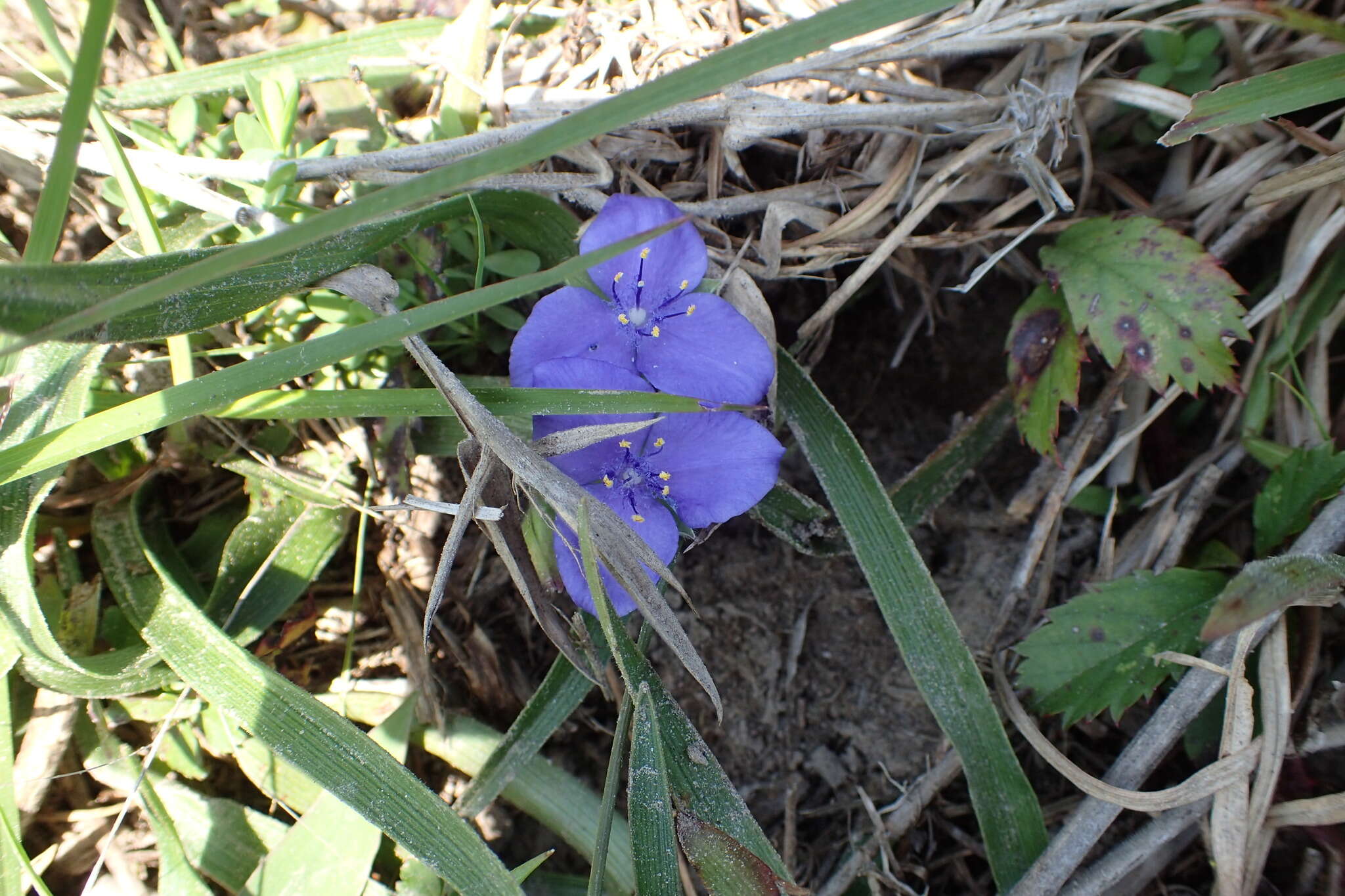 Image of diffuse spiderwort