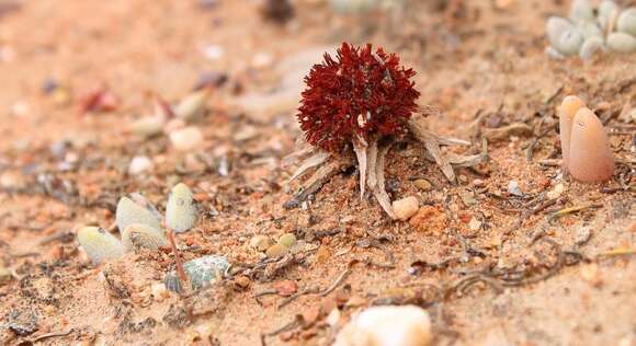 Image of Crassula congesta N. E. Br.