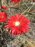 Image of Drosanthemum micans (L.) Schwant.