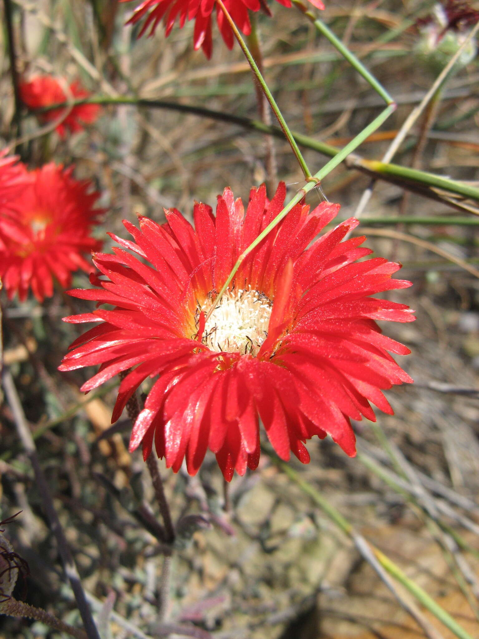 Image of Drosanthemum micans (L.) Schwant.