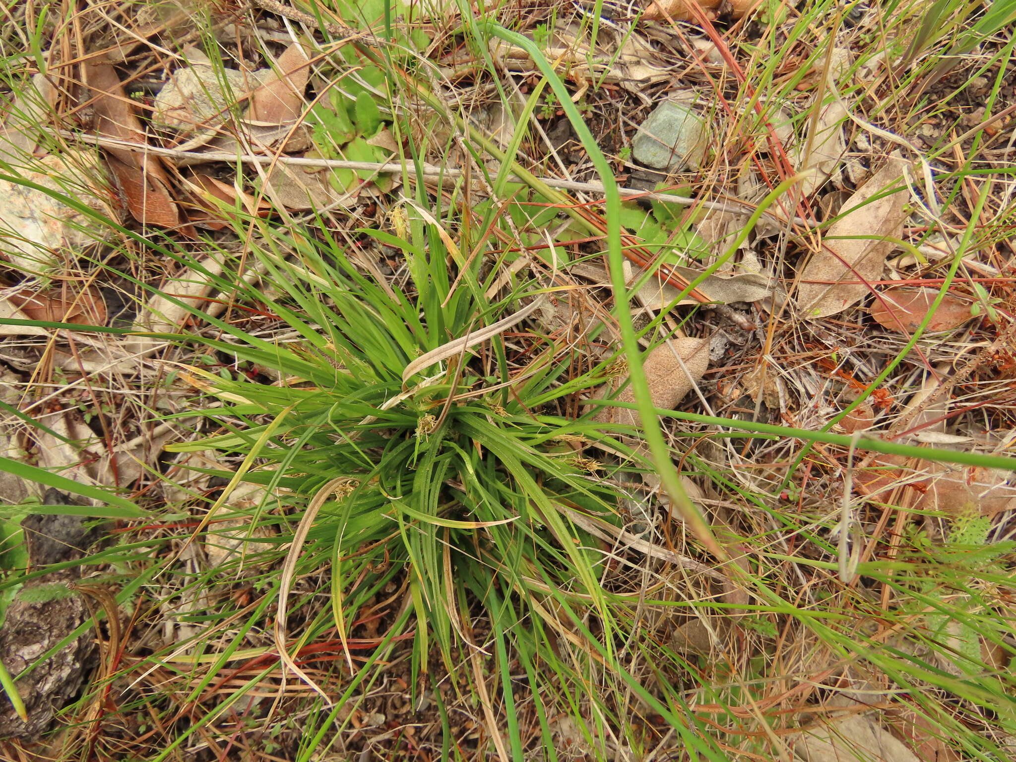 Image of Ross' Sedge