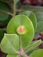 Exobasidium arctostaphyli Harkn. 1884 resmi