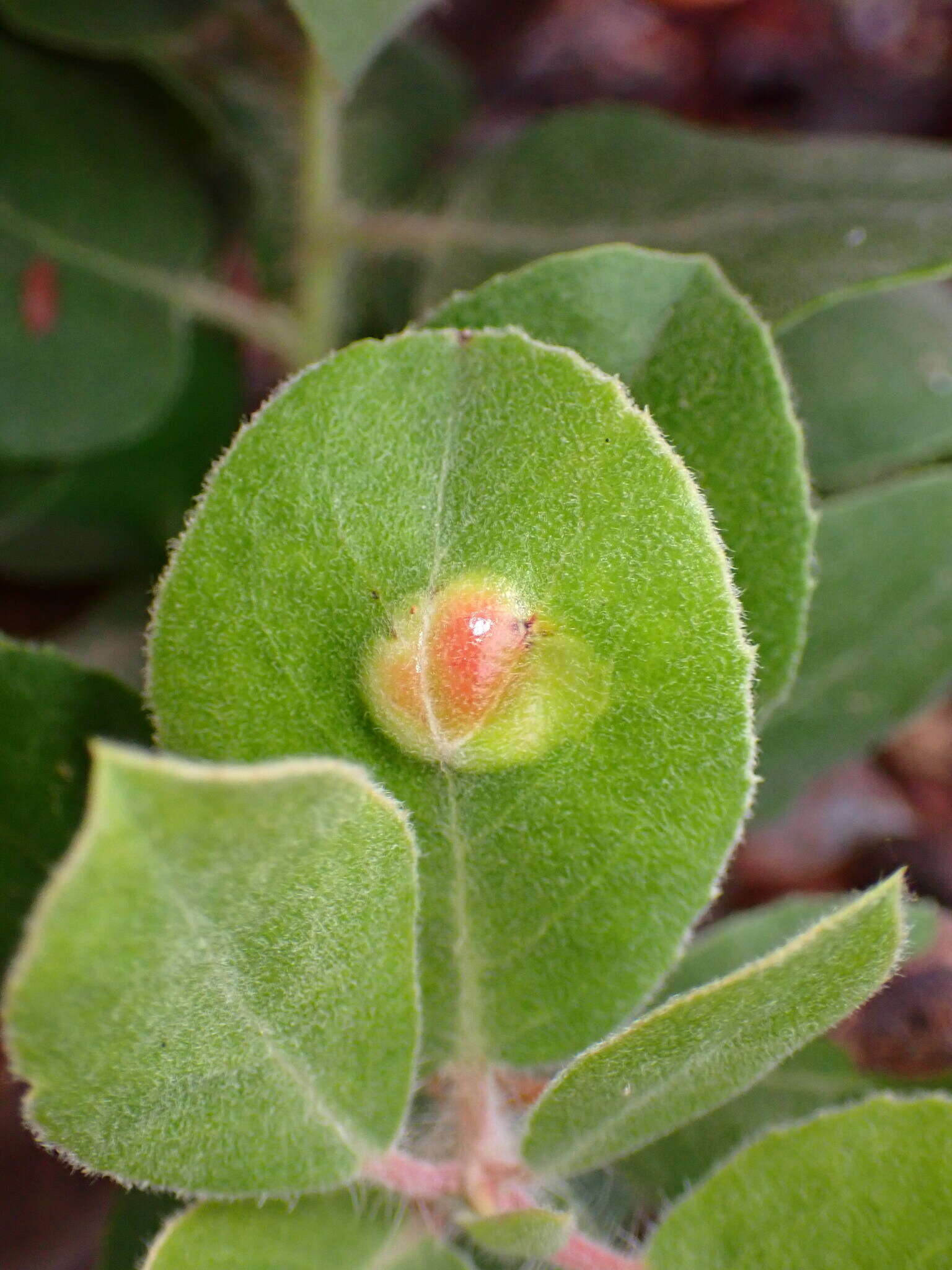 Image of Exobasidium arctostaphyli Harkn. 1884