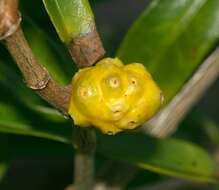 Image de Morinda royoc L.