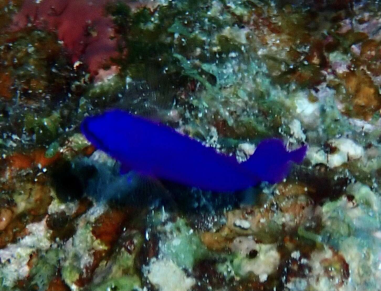 Image of Orchid dottyback