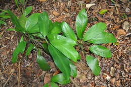 Image of Dieffenbachia obscurinervia Croat