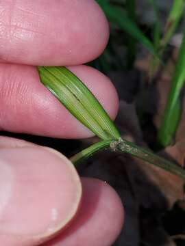 Image de Scleria oligantha Michx.