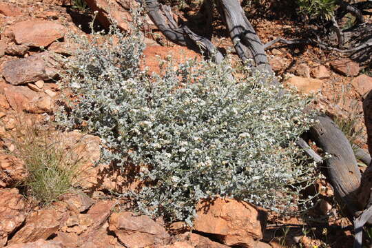 Sivun Euploca pachyphylla (L. A. Craven) kuva