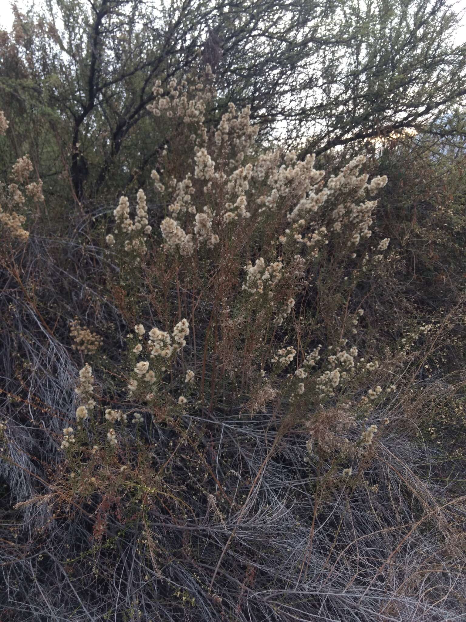 Imagem de Baccharis paniculata DC.