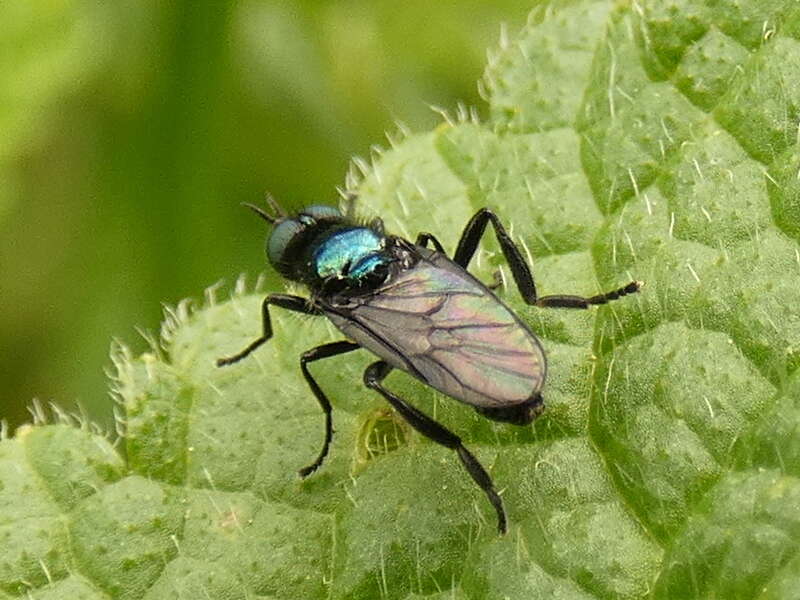 Image of Actina chalybea Meigen 1804