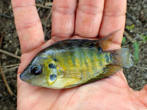 Image de Archocentrus centrarchus (Gill 1877)